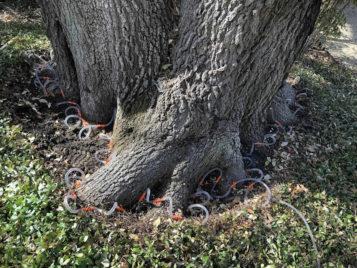 Detailed Tree Cabling and Bracing job site in Virginville