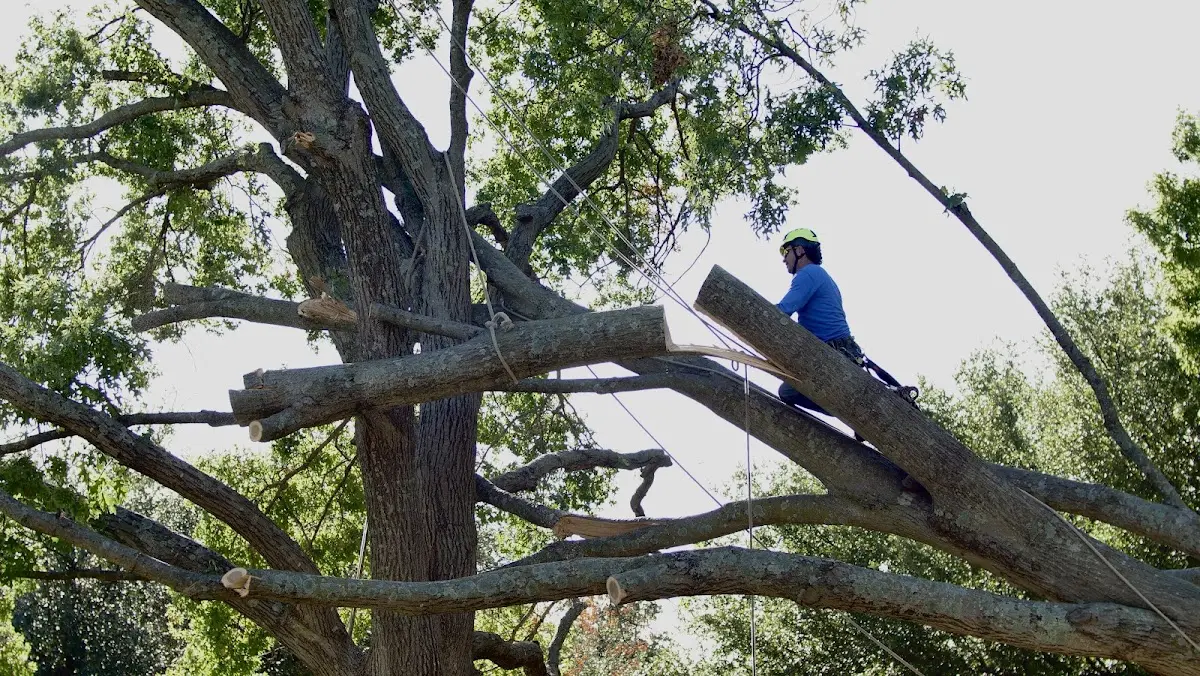 Professional Crown Thinning performed by certified arborists in Virginville