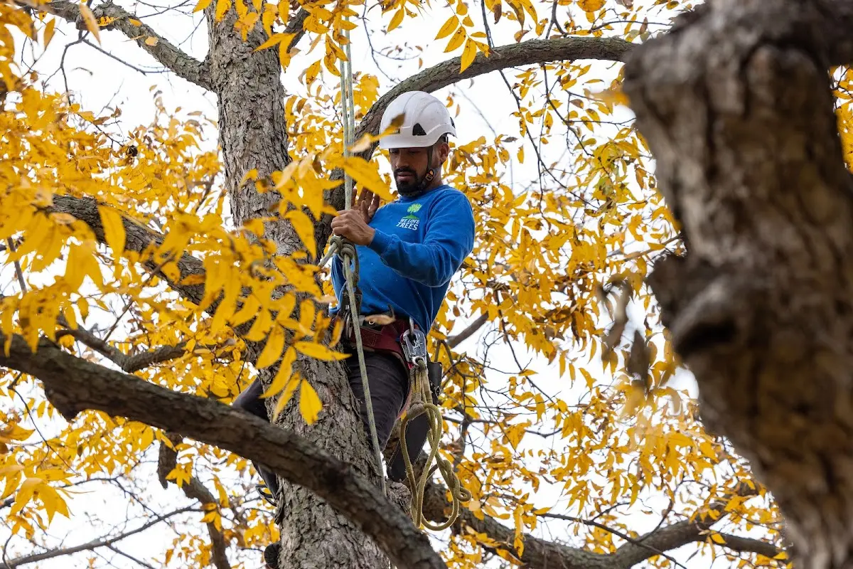 Skilled Storm Damage Cleanup crew working in Virginville