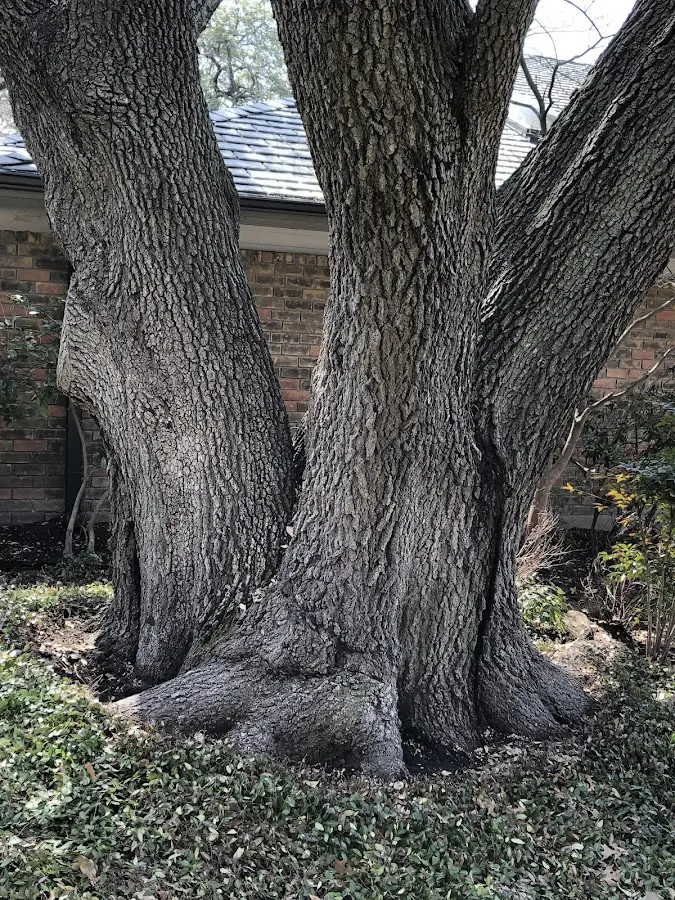 Mature heritage tree close to a Virginville property cared for by certified arborists